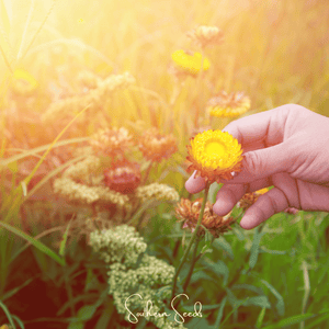 Yellow Strawflower Seeds