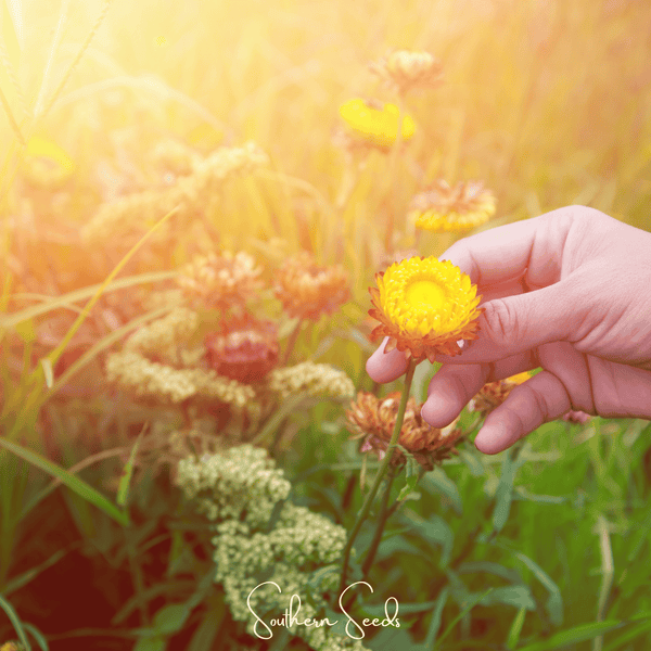 Yellow Strawflower Seeds