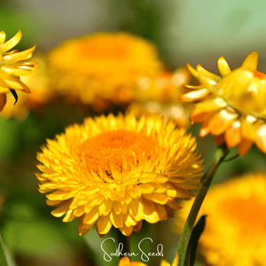 Yellow Strawflower Seeds