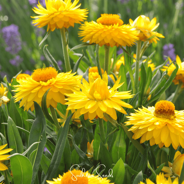 Yellow Strawflower Seeds