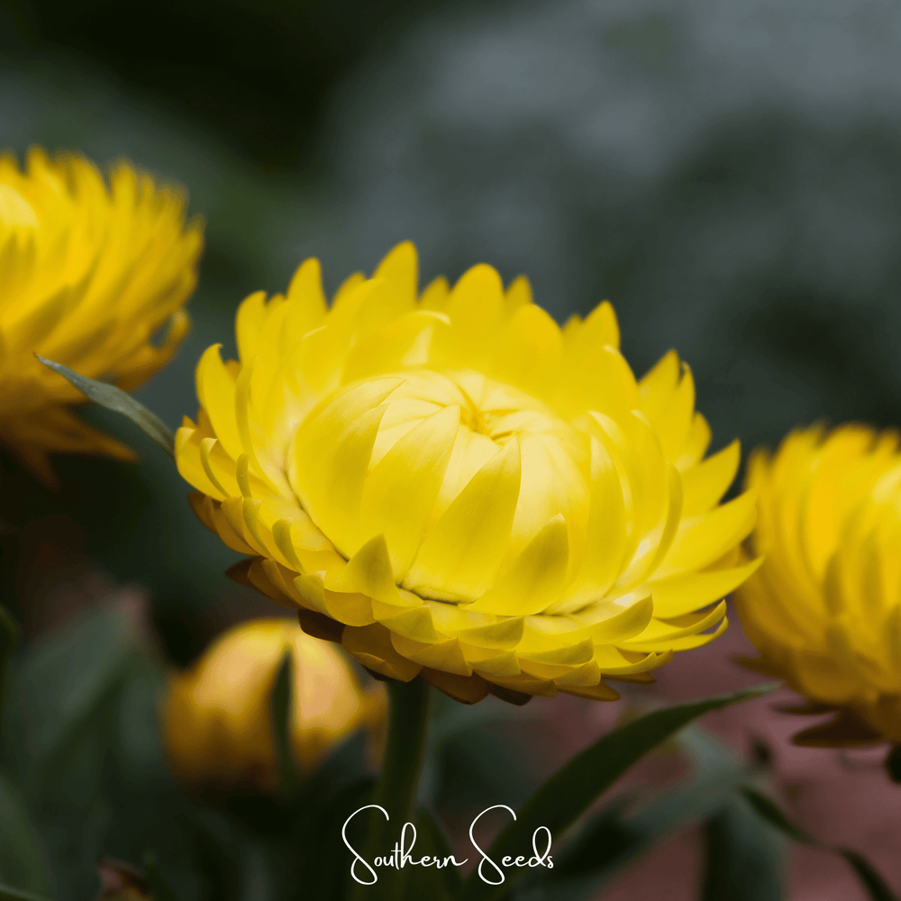 Yellow Strawflower Seeds
