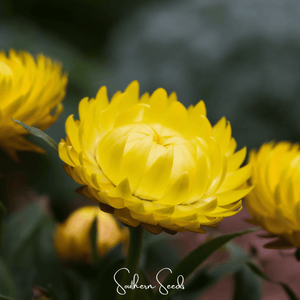 Yellow Strawflower Seeds