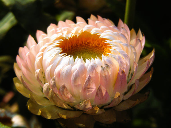 Organic Apricot & Peach Strawflower Seeds
