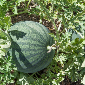 Sugar Baby Watermelon Seeds (Organic)