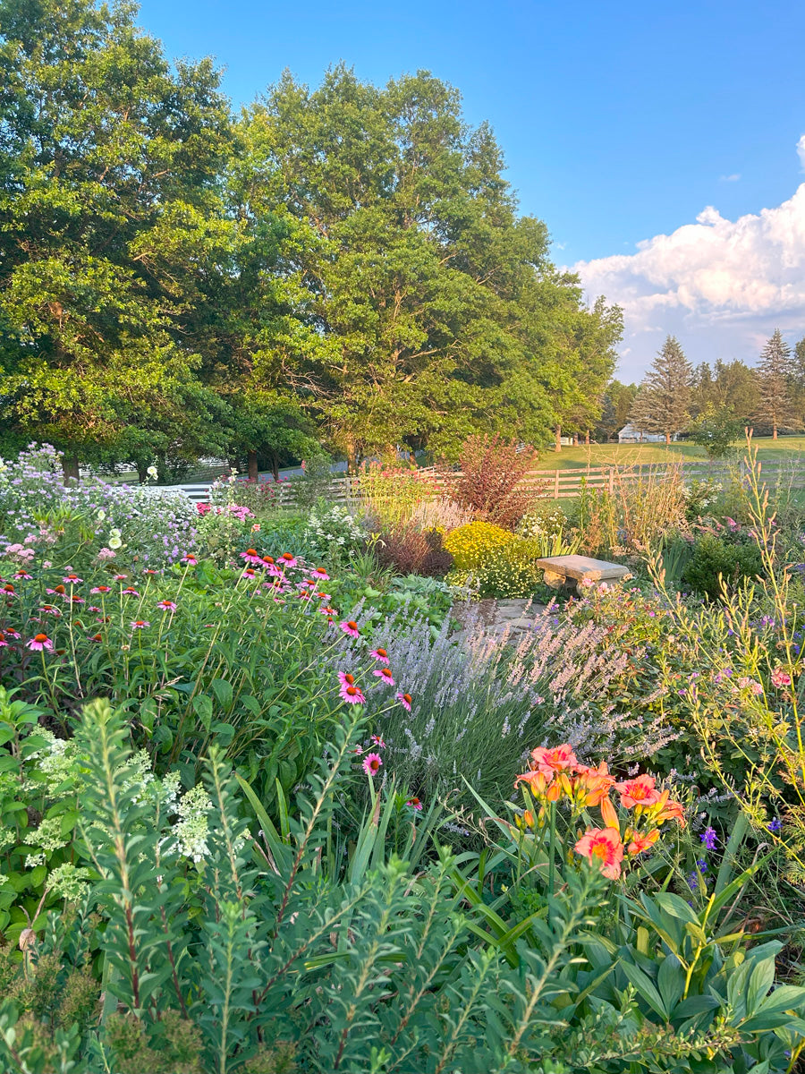 Garden with flowers and trees under a blue sky

