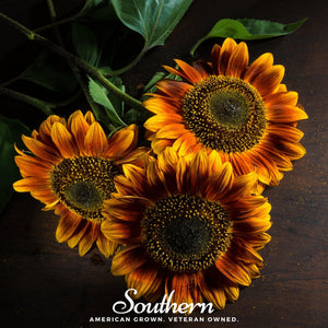 Autumn Beauty Sunflower Seeds