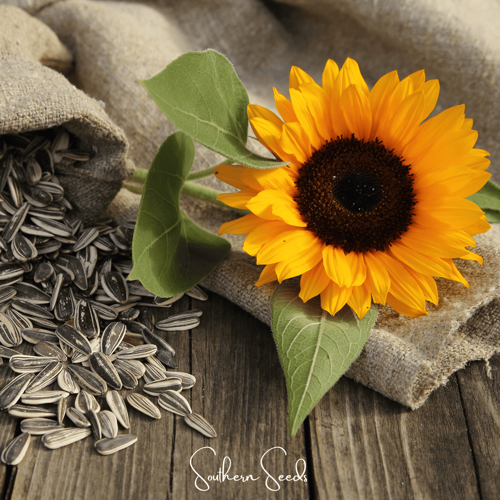 Incredible Dwarf Sunflower Seeds