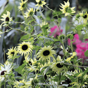 Italian White Sunflower Seeds