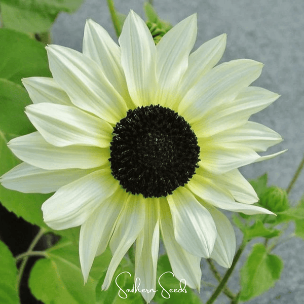 Italian White Sunflower Seeds