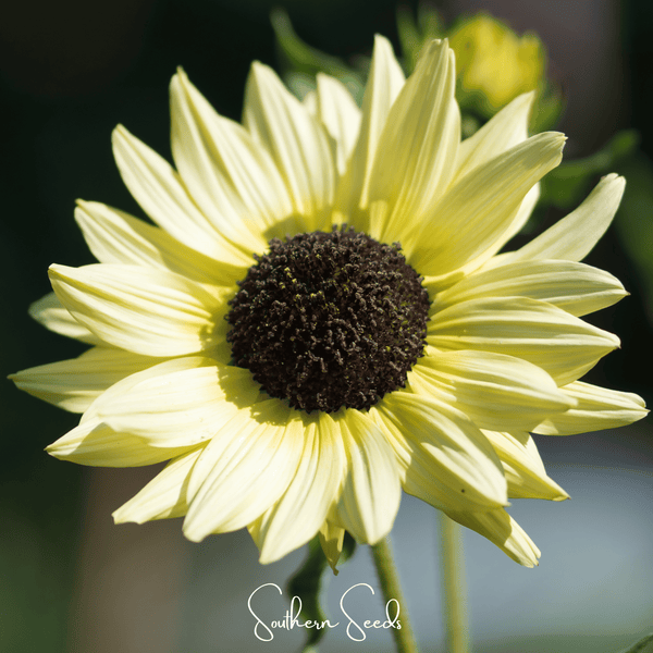 Italian White Sunflower Seeds