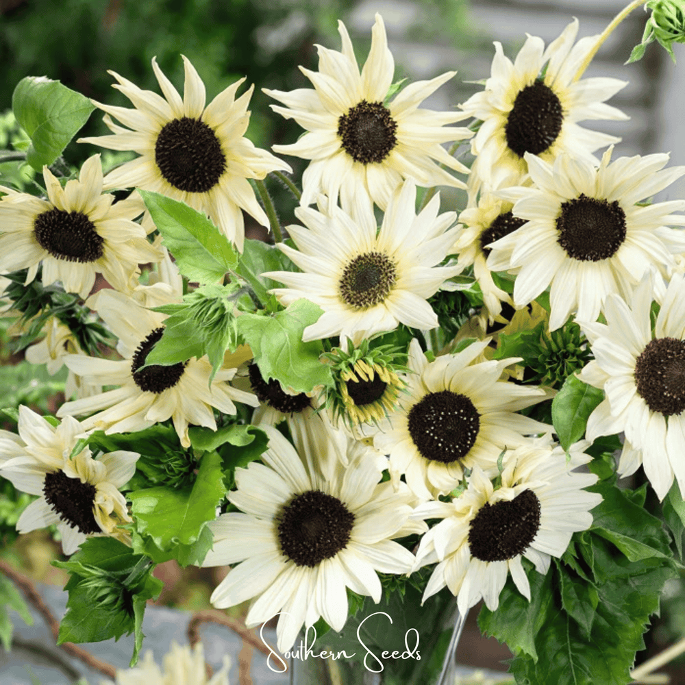 Italian White Sunflower Seeds
