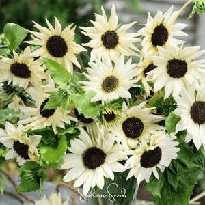 Italian White Sunflower Seeds