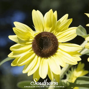 Lemon Queen Sunflower