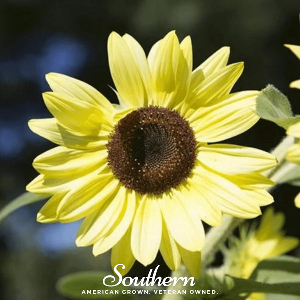 Lemon Queen Sunflower