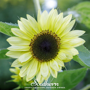 Lemon Queen Sunflower