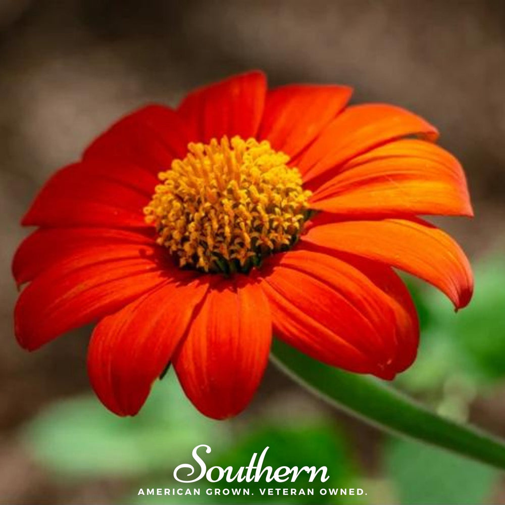 Mexican Sunflower Seeds