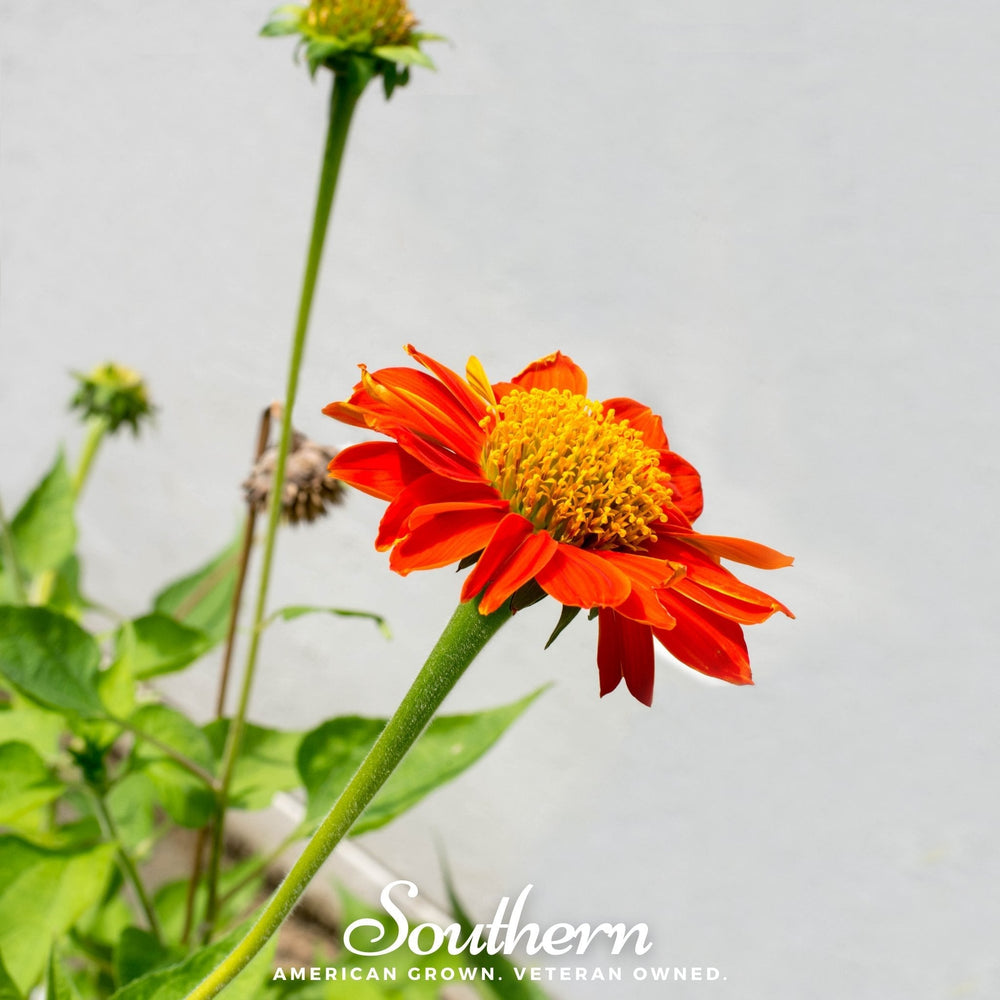 Mexican Sunflower Seeds