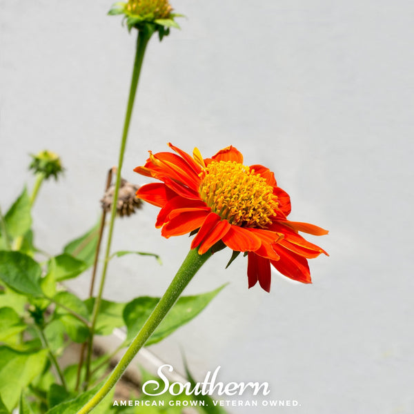 Mexican Sunflower Seeds