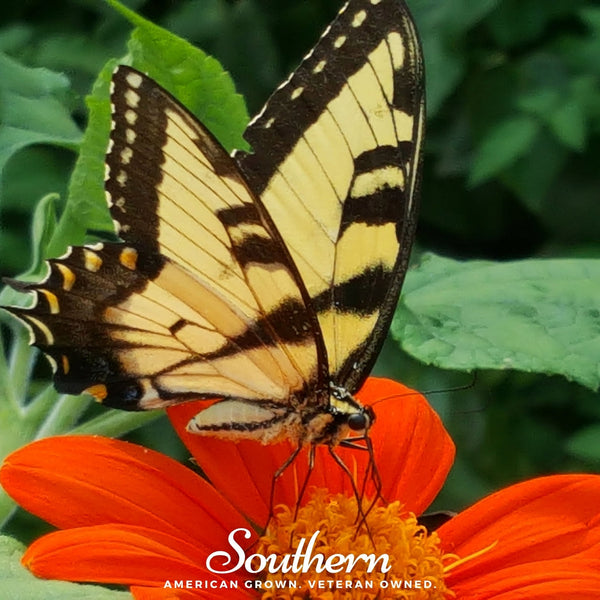 Mexican Sunflower Seeds