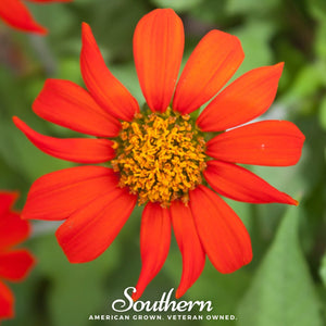 Mexican Sunflower Seeds