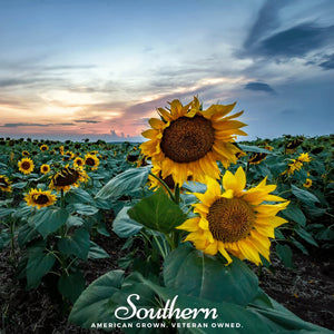 Skyscraper Sunflower Seeds