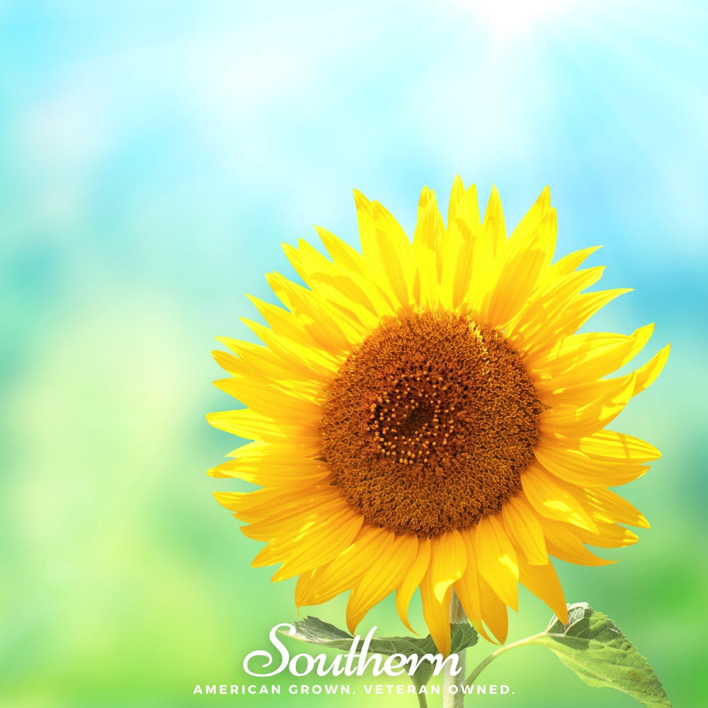 Sunspot Dwarf Sunflower