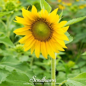 Sunspot Dwarf Sunflower