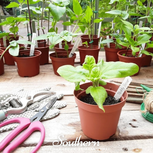Teddy Bear Dwarf Sunflower Seeds