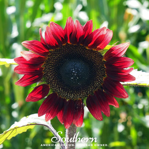 Velvet Queen Sunflower Seeds
