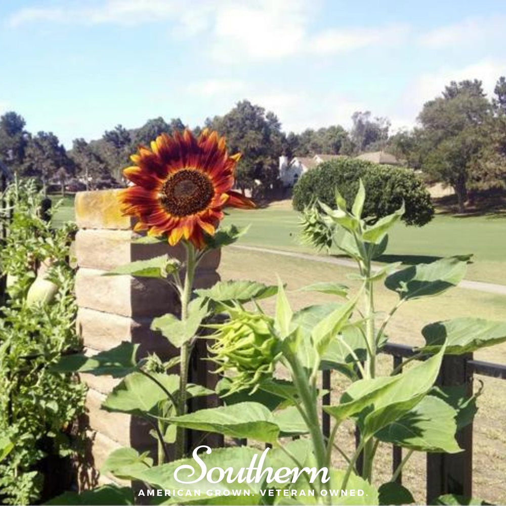 Velvet Queen Sunflower Seeds