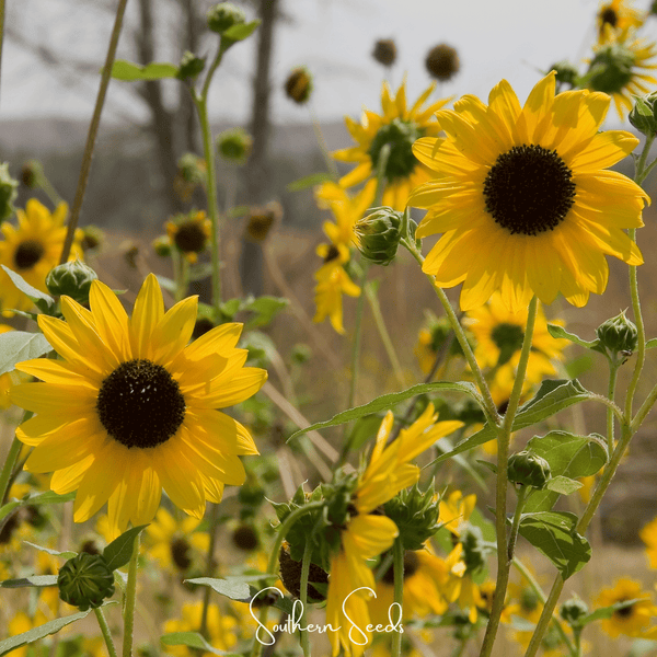 Wild Annual Sunflower Seeds