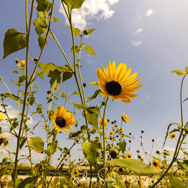 Wild Annual Sunflower Seeds