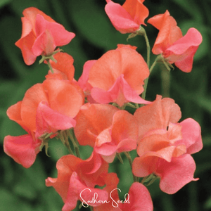Prince of Orange Sweet Pea Seeds