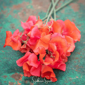 Prince of Orange Sweet Pea Seeds
