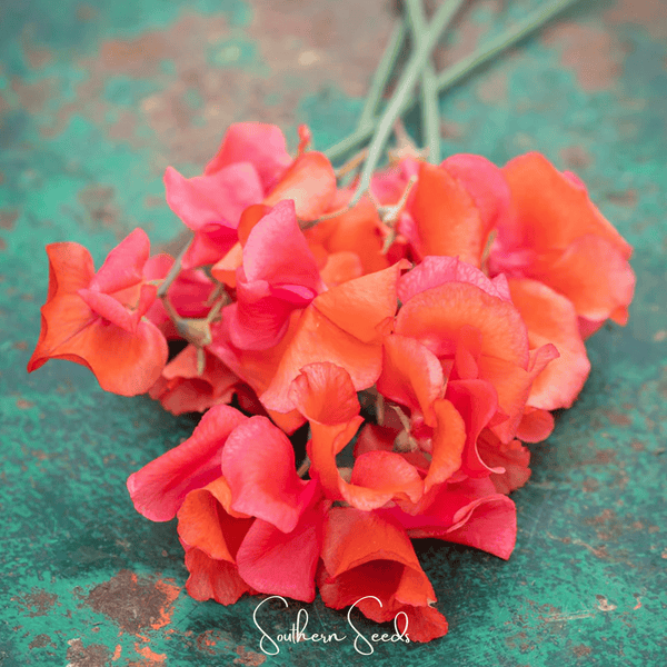 Prince of Orange Sweet Pea Seeds