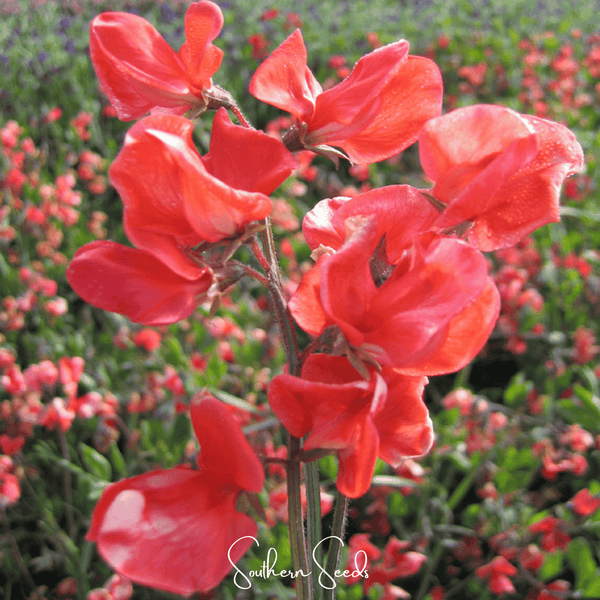 Prince of Orange Sweet Pea Seeds