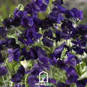 Royal Navy Blue Sweet Pea Seeds