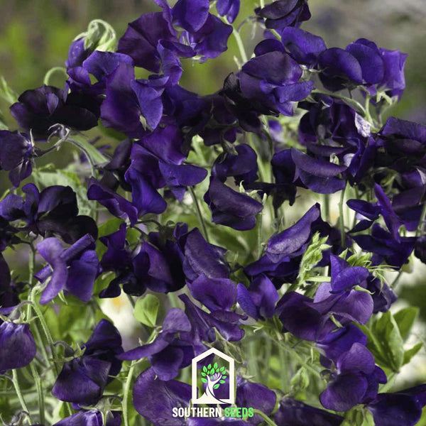 Royal Navy Blue Sweet Pea Seeds