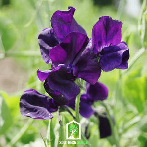Royal Navy Blue Sweet Pea Seeds