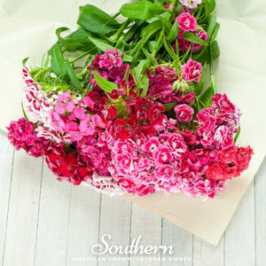 Sweet William Seeds