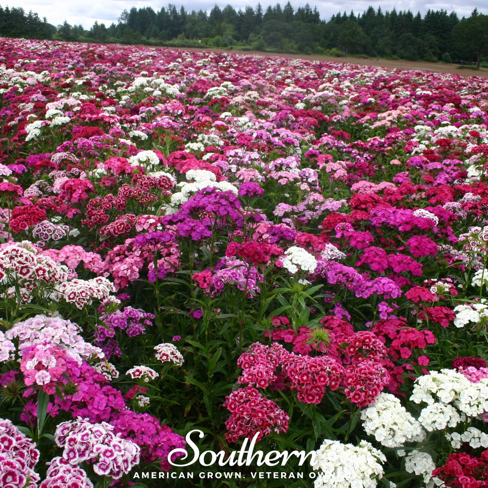 Sweet William Seeds