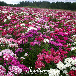 Sweet William Seeds