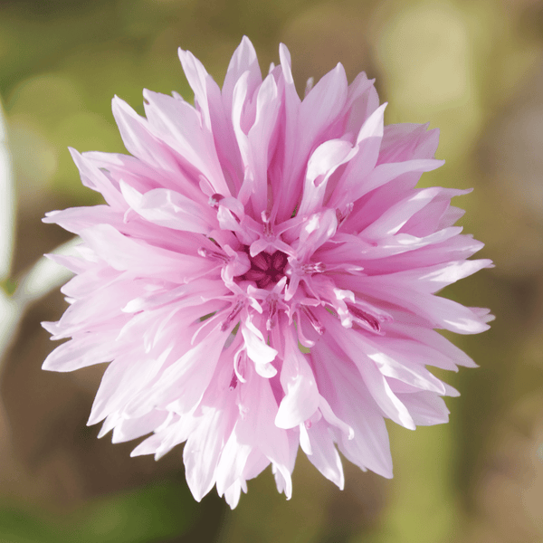Pink Cornflower Seeds