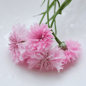 Pink Cornflower Seeds