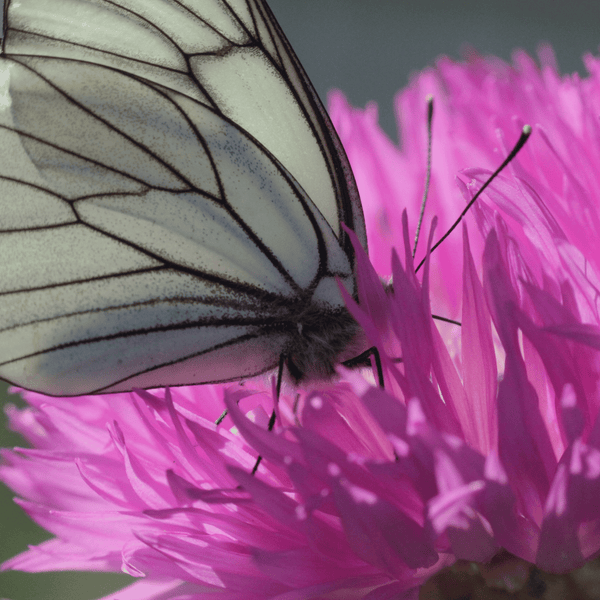 Pink Cornflower Seeds