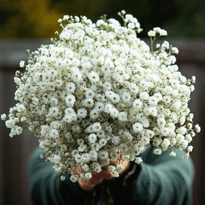 The Pearl Yarrow Seeds