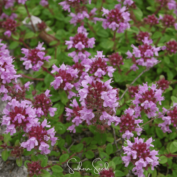 Lemon Thyme Seeds