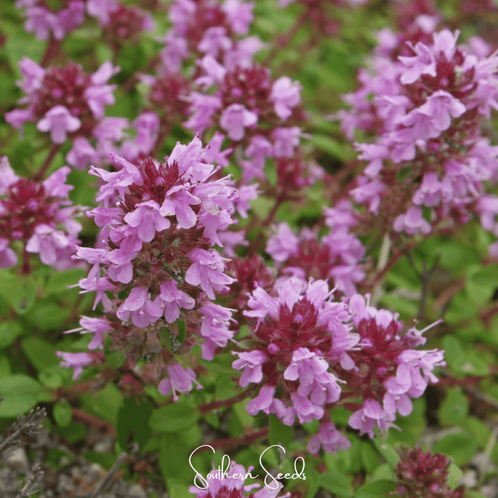 Lemon Thyme Seeds