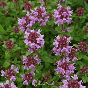 Lemon Thyme Seeds