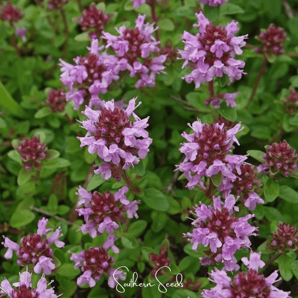 Lemon Thyme Seeds